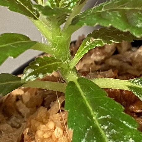 Nautilocalyx pemphidius