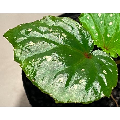 Begonia sp. from Keningau [TK190217]