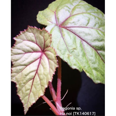 Begonia sp. from Ha Noi [TK140617]