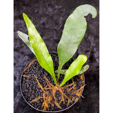 Microsorium sp. from Trat Thailand