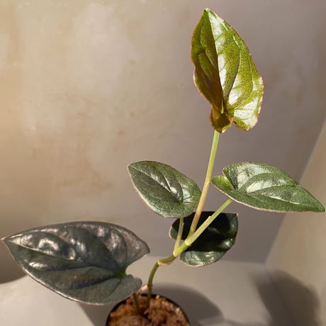 Syngonium sp. from Choco Colombia [tanakay]