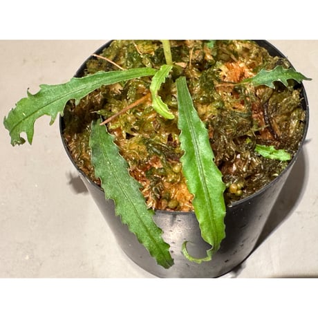 Labisia sp. "Serawai" Kalimantan barat [TB]
