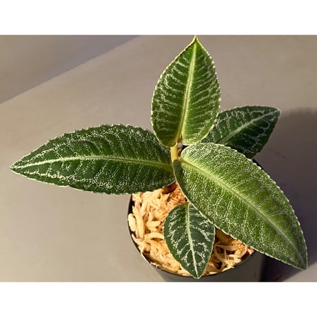 Labisia sp. " Silver Net" BNN from Sibolga timur [AZ1016-2]
