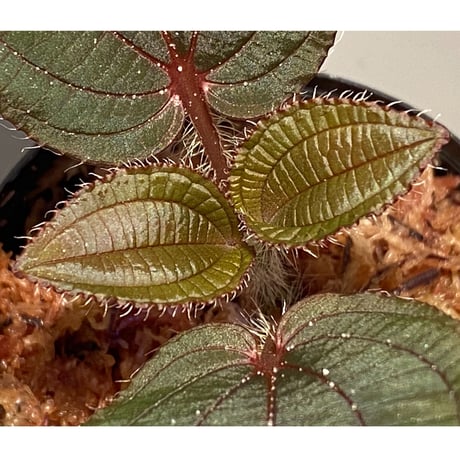 Phyllagathis sp. from Cao Bang Viet Nam [R1217-02]