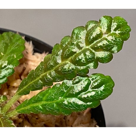 Nautilocalyx pemphidius