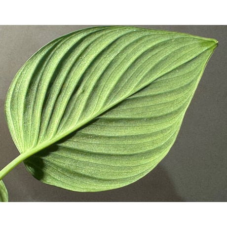 (大株) Homalomena sp. "Aceh selatan" Aceh Sumatra [TB]