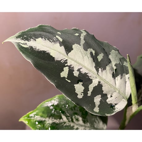 Aglaonema pictum [LA0815-z-p-24]