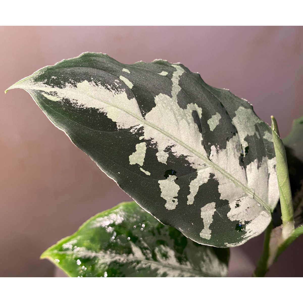 【タグ付き】Aglaonema アグラオネマ ビッタータム HW0824-06 タグ付き】Aglaonema アグラオネマ ビッタータム HW0824-06