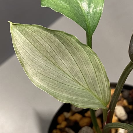 Homalomena sp. from West Java