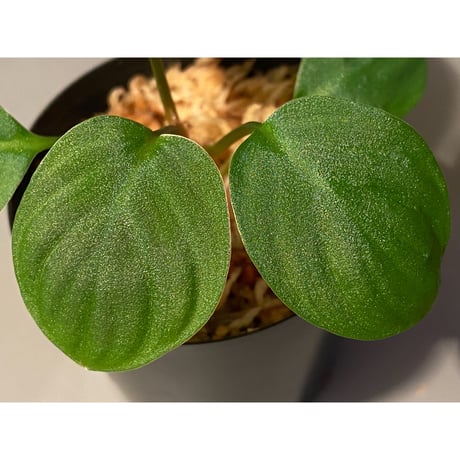Homalomena sp. from Sumatera Utara [LA0118-02]