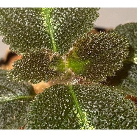 Episcia sp. from Basco Ecuador