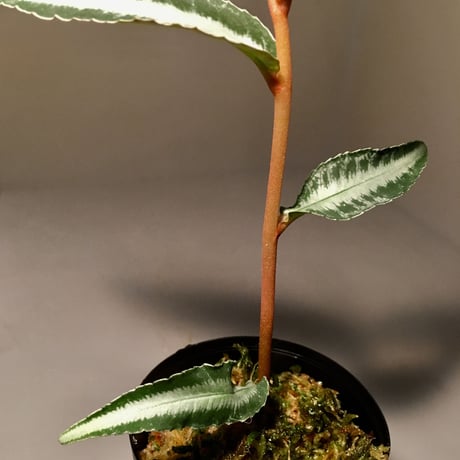 Labisia sp. from Hulu kapuas Kalimantan barat