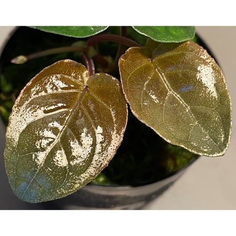 Unknown from Iquitos Peru [tanakay]