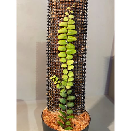 Marcgravia sp. from Ecuador