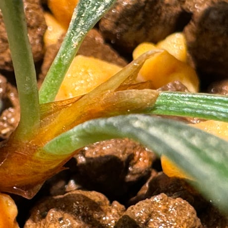 Burttianthus velutandrus "Bintulu" Sarawak [TB]