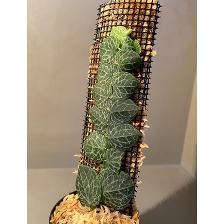 Rhaphidophora cryptantha