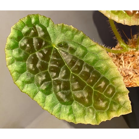 Begonia susaniae