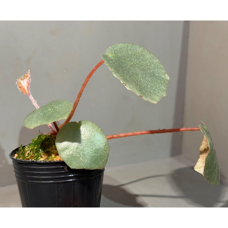 Begonia sp. f1 from Sumatera [NT ORCHID] | M・R・G・R