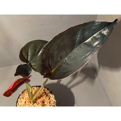 Syngonium sp. from Choco Colombia [tanakay]