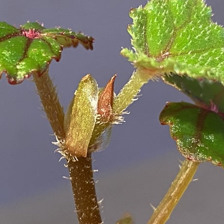 Begonia sp. from North Toraja [S0919-02] 伊藤蟻植物農園
