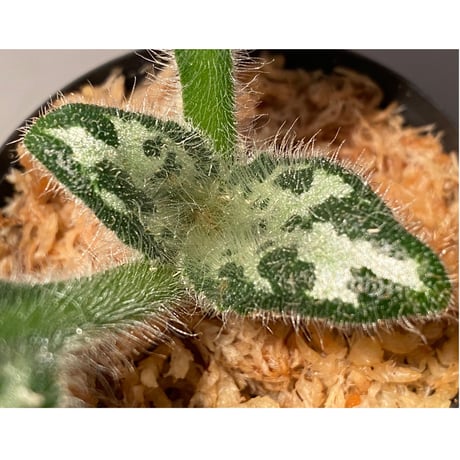 Primulina dryas from South China