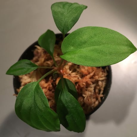 Homalomena sp. from Ranau [TK210217]