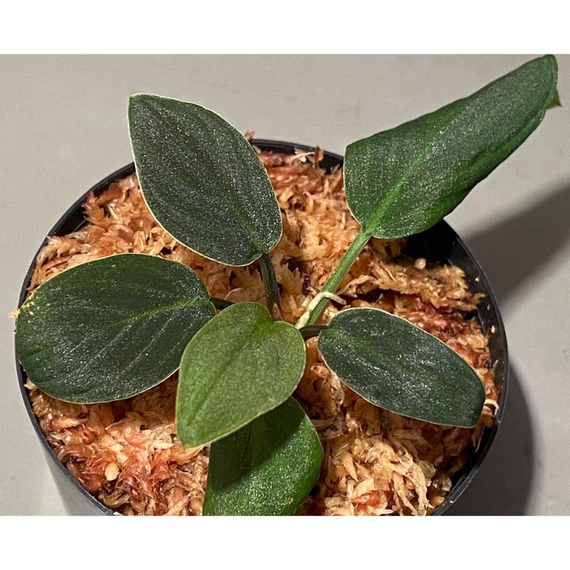 Homalomena sp. from Sumatera Utara [LA0318-01]