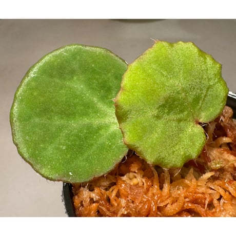 Begonia Nahangensis from Na Hang [YH1117] TK