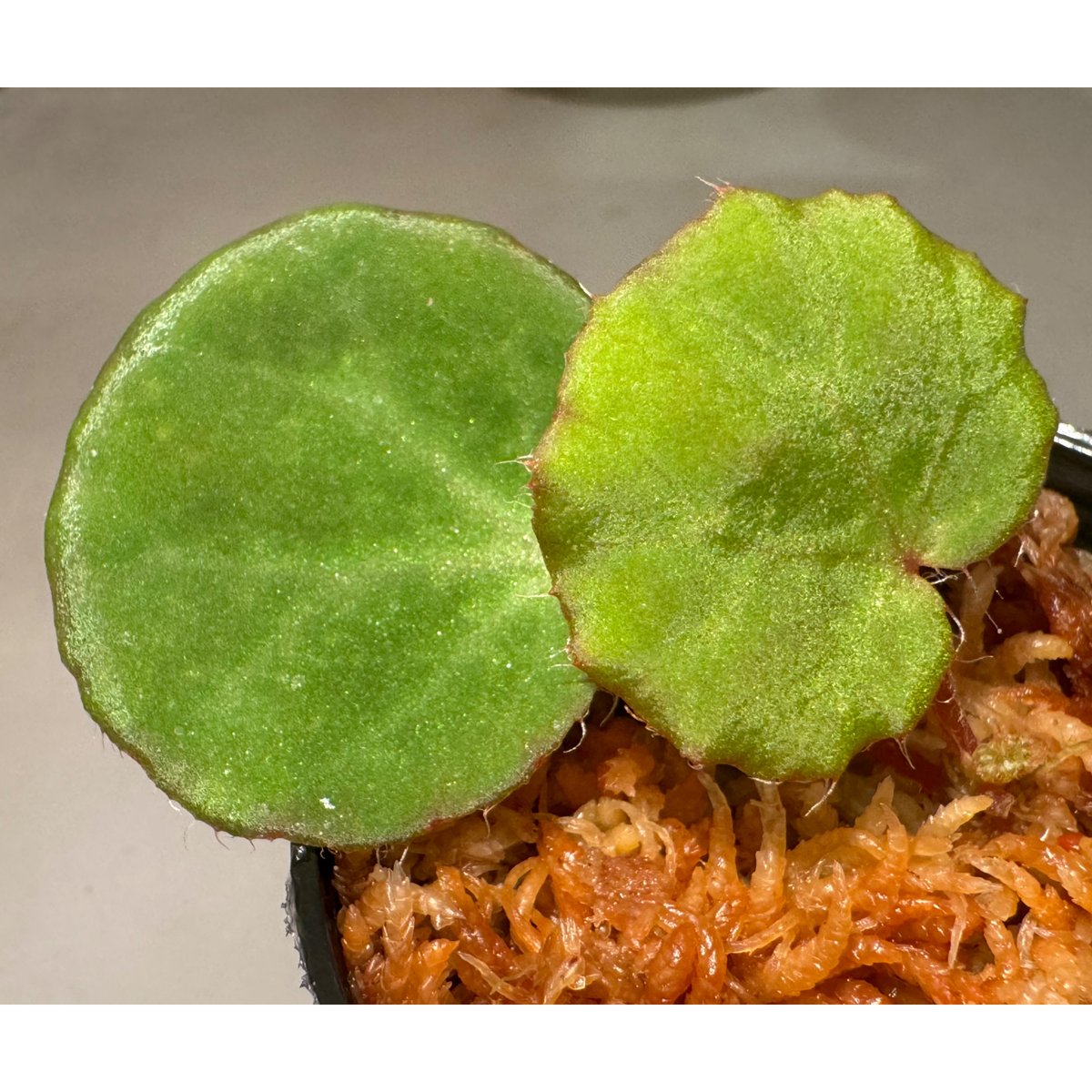 Begonia Nahangensis from Na Hang [YH1117] TK |