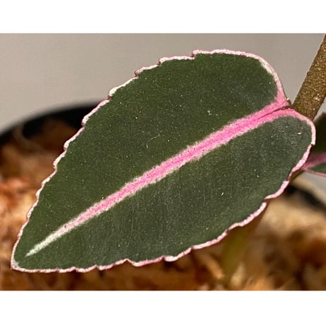 Labisia sp. from Sumatera barat [TB]