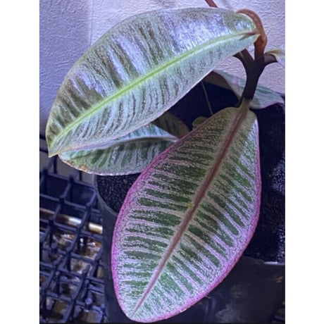 Labisia sp. from Riau