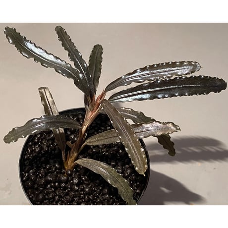 (大株) Bucephalandra sp. "Sintang-5" from Sintang [HW0220-08]
