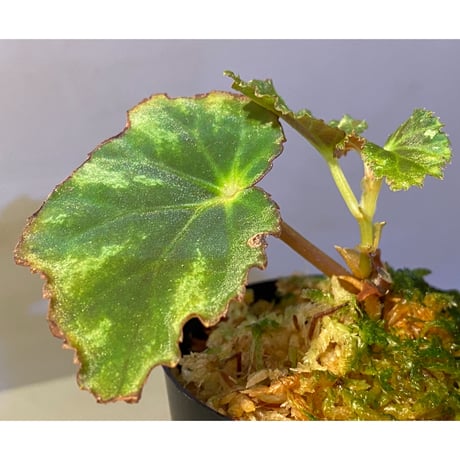 Begonia sp. from North Toraja [S0919-06] STRINGE PLANTS