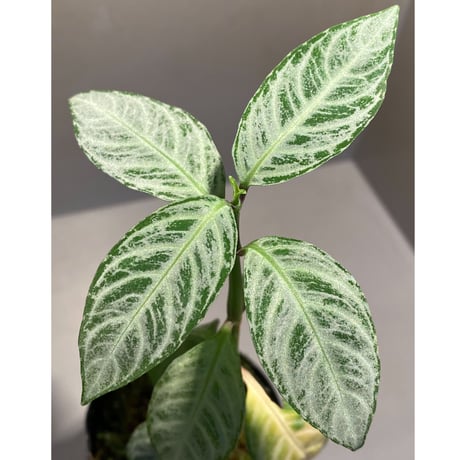 Acanthaceae gen. from Selangor alt 400 [TK050315]