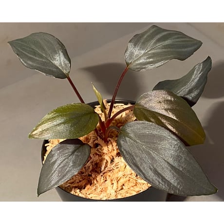 Homalomena sp."赤鉄鉱” from Kepulauan Riau [SGP import] KZT