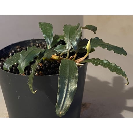 Bucephalandra sp. "Black Sword Kadri"