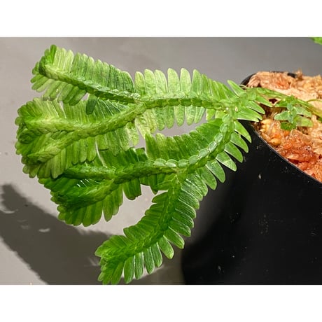Selaginella sp. バリエガータ from "Nanga pinoh" [TB]