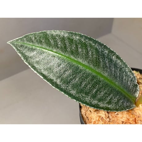 (大株) Ardisia sp. from Aceh Selatan [HW0816-03]