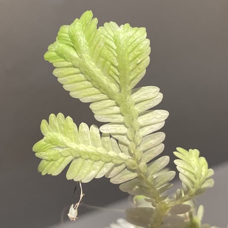 Selaginella sp. バリエガータ from "Nanga pinoh" [TB]