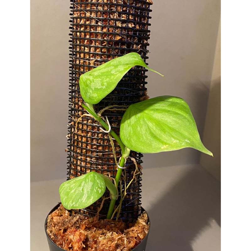 Philodendron sp. from Iquitos Peru [tanakay] |