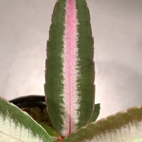 Labisia sp. from Hulu kapuas Kalimantan barat