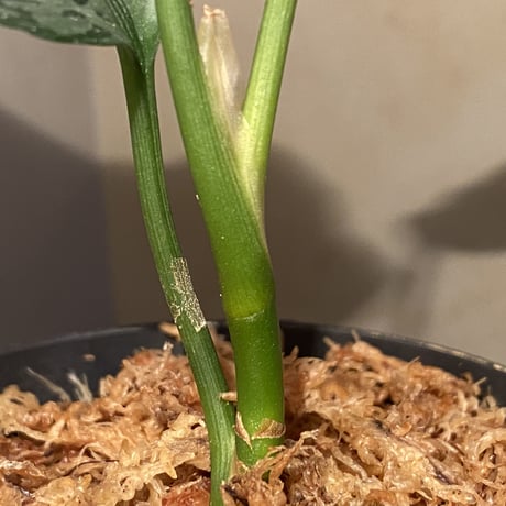 Aglaonema pictum "しるば〜らいん" from Aceh sumatera [LA1118-06b]