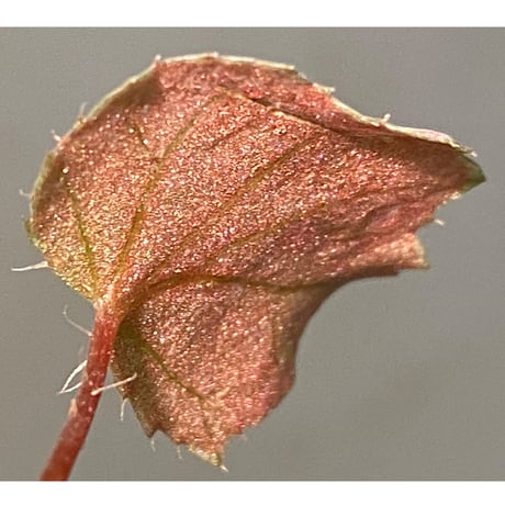 Begonia sp. from Muara Wahau [TB]