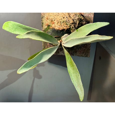 コウモリラン | STORES