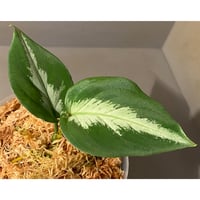 Aglaonema pictum GW1507 "メサイア" from Padang sidempuan [TB]
