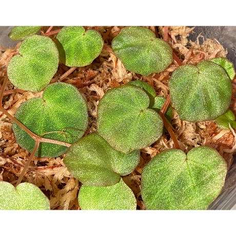 Begonia lichenora (sp.Mini) from Kalimantan Sarawak border [LA]