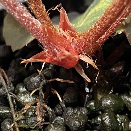 Begonia sp. f1 from Sumatera [NT ORCHID]