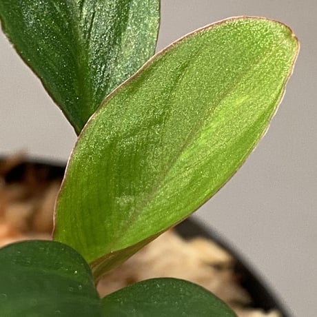 Homalomena sp. "Nanga pinoh" セミビロード Melawi Kal barat [TB]