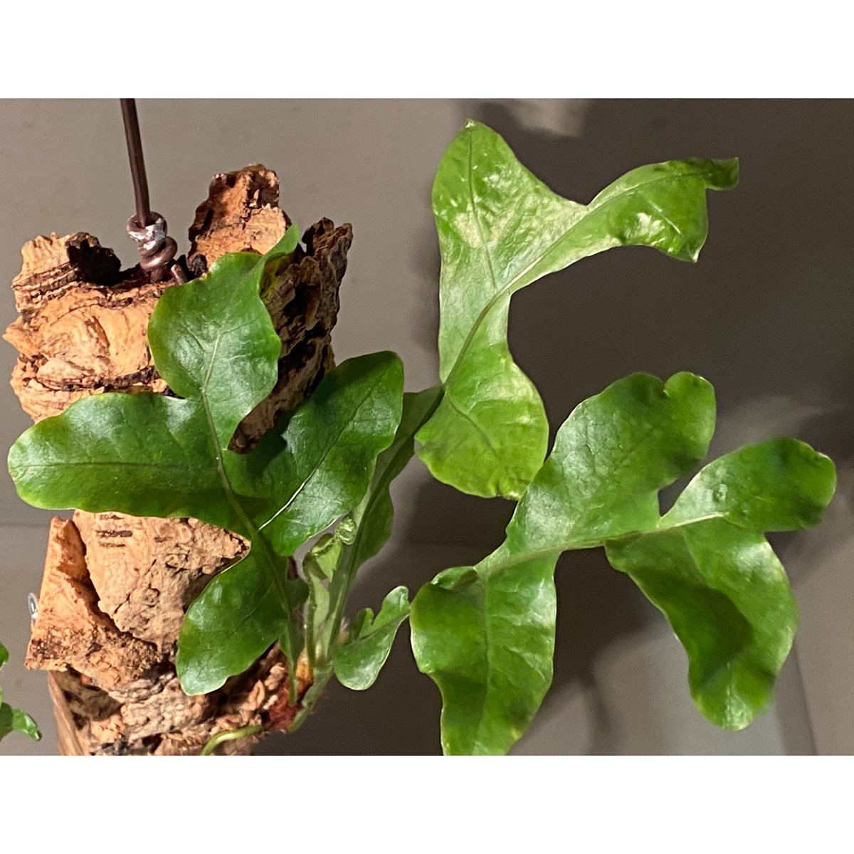 その他観葉植物 Drynaria delavayi Chuxion Amazon｜観葉植物：ディスキディア オバタ*吊り鉢 5号 Dischidia