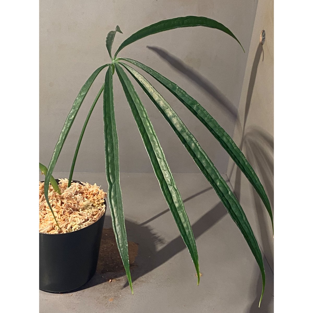 Anthurium aff. eminens ② | M・R・G・R